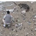 man filmed throwing stones at seal on beach 