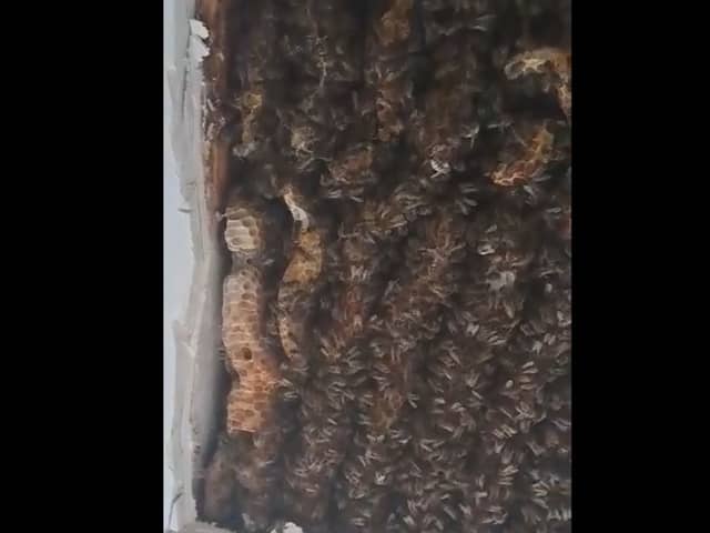 A colony of over 180,000 bees were found in a bedroom ceiling, and relocated by Beekeeper Andrew Card of the Loch Ness Honey Company.
