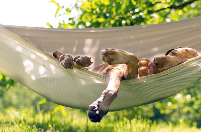 <p>How to keep dogs cool in the sunshine</p>