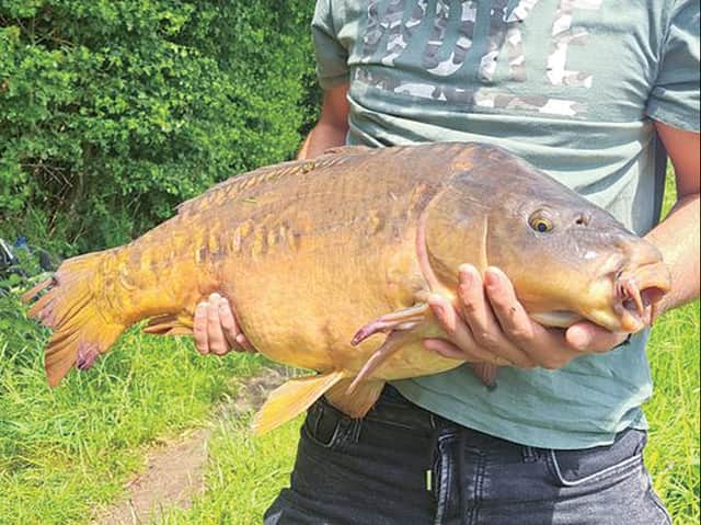 <p>Jack Scovell’s first ever 20 wasn’t just any old carp...he caught this old warrior from the canal</p>