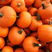 Recently harvested orange pumpkins