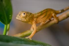 Reptile experts at Chester Zoo have become the first in the UK to breed rare Parson’s chameleons.