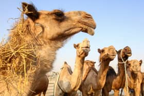 Camels are pictured at the camel market in the Erhaiya desert area.