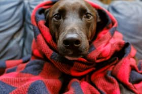 Keeping pets warm will be an important task for owners this winter