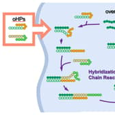 Graphic of oncolytic DNA hairpin pairs (oHPs) being are introduced to the cancer cell. When the oHPs encounter the tumour-causing overexpressed microRNA (miRNA), they unravel to connect with the miRNA and each other to form longer DNA strands. These elongated strands then trigger an immune response, the bodys built-in defence mechanism, which inhibits further tumour growth. 