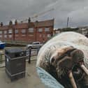 A walrus called Thor was spotted having a rest at Scarborough Harbour ahead of the New Year