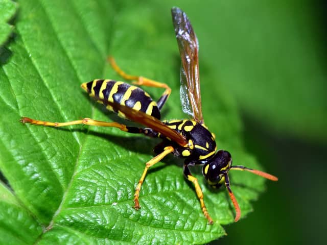 The Natural History Museum has released a list of new animal and plant species found in 2022