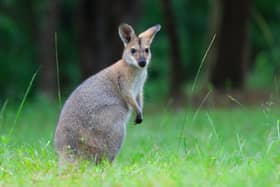 A man out on a walk in a UK suburb was left stunned after seeing what he believed to be a kangaroo. Stock picture of a wallaby