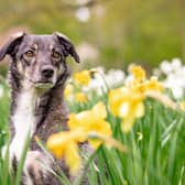 Here’s 10 spring blooms that could be toxic to your pets