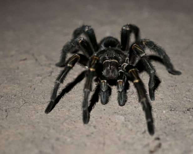Arachnaphobes can face their fears with London Zoo’s Friendly Spider Programme