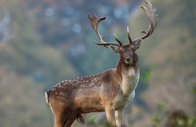 Roe deer