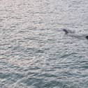 Huge shark spotted off coast of St Ives in Cornwall: Footage captures basking shark ‘longer than some boats’