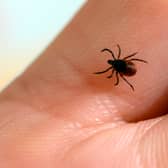 A picture taken at the French National Institute of Agricultural Research shows a tick (Photo by BERTRAND GUAY / AFP) (Photo by BERTRAND GUAY/AFP via Getty Images).