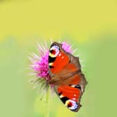 Heatwave and drought could put butterflies in trouble