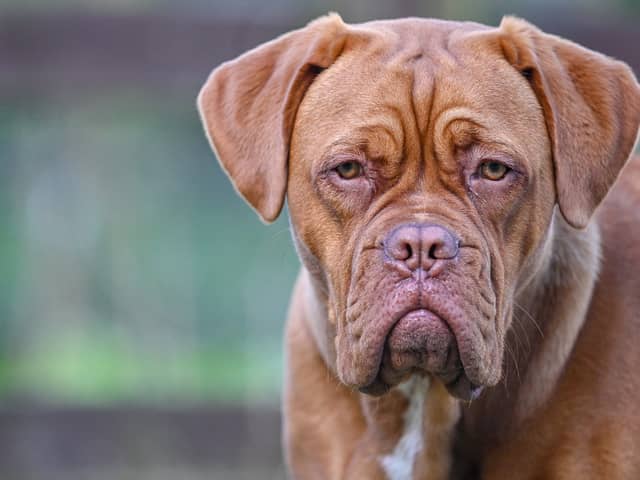 Crufts: is this the most expensive dog breed to insure?