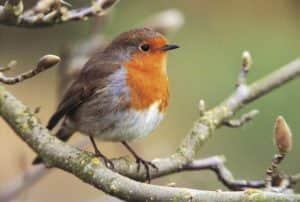 The RSPB’s Big Garden Birdwatch survey is the largest citizen science survey in the UK (Credit: rspb-images.com)