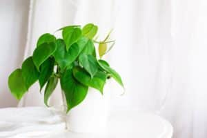 This plant has a gorgeous shine to it, adding some texture and brightness to your home throughout the winterPhoto: Shutterstock