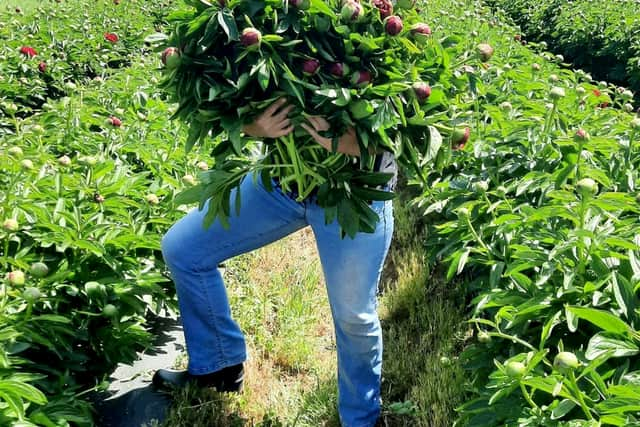 The 47-year-old  has farmed the bright wedding favourites on a seven acre field near Osgathorpe, Leicestershire since 2017. 