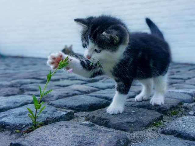 The RSPCA has issued a warning after a number of suspected cat poisonings