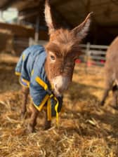 Staff at a farm have been left “devastated” after a baby donkey was stolen from her “distressed” mum in broad daylight. 