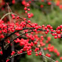 Cotoneater could land keen gardeners a £2,500 fine. Credit: Pixabay