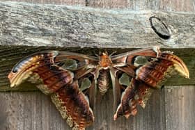 Moth in Sharron Long’s garden.