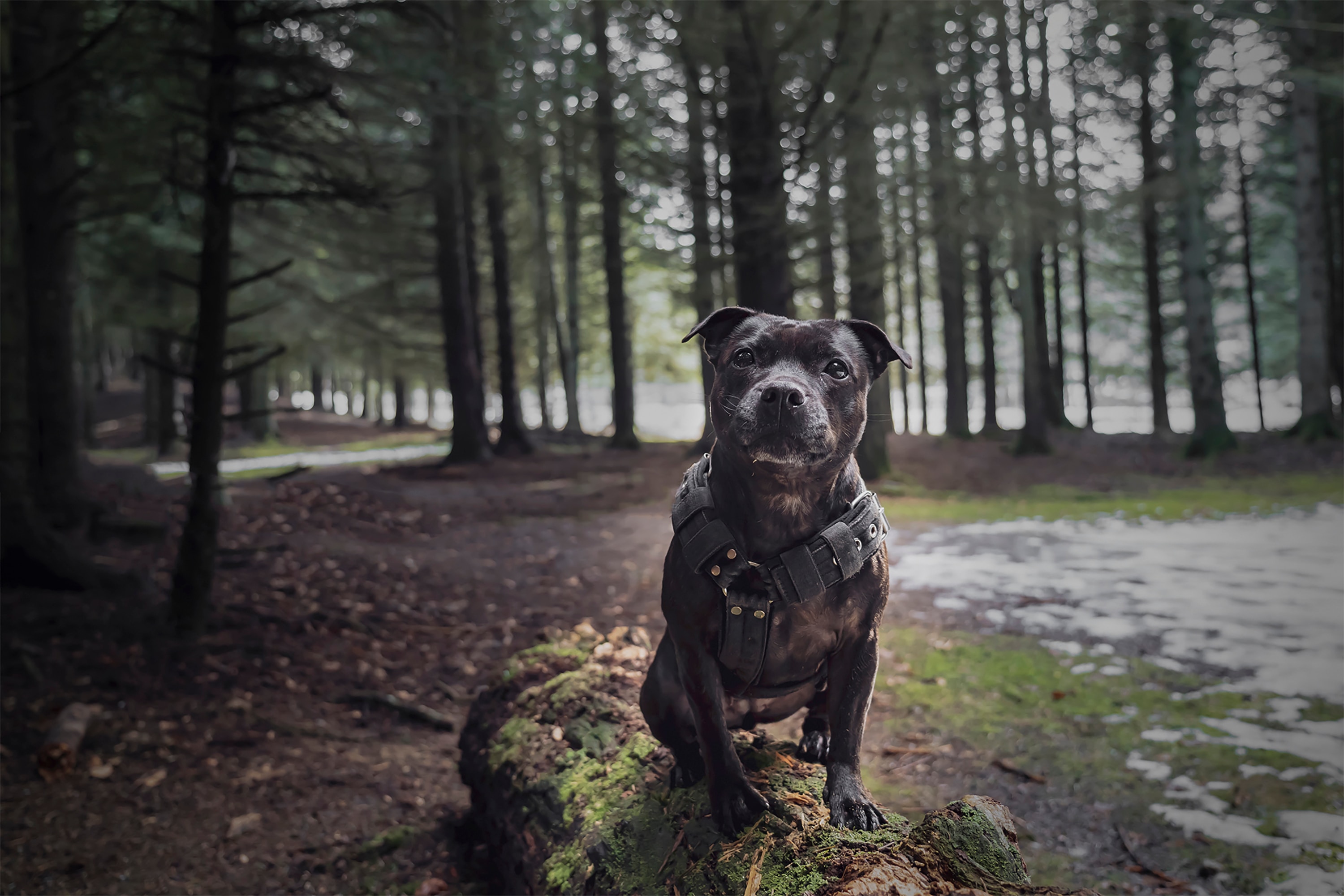 Top 20 abandoned dog breeds as 50,000 dumped in three years