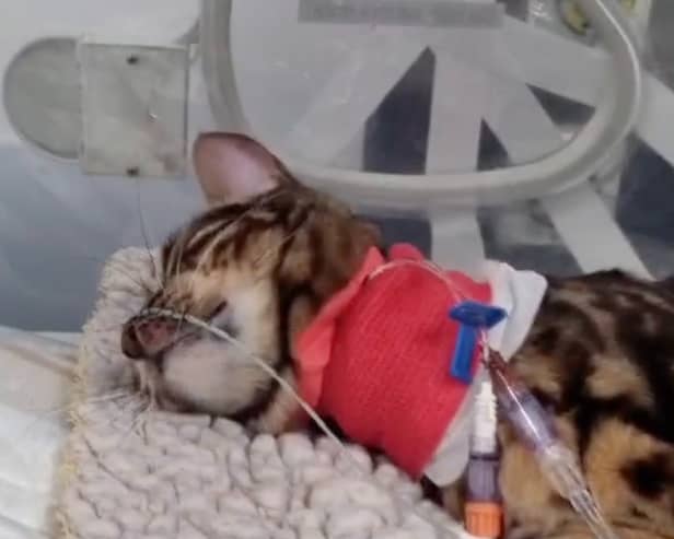Heartbreaking footage shows 11-month-old moggy Bella hooked up to tubes and a heart monitor after coming into contact with a lily, which are highly poisonous to cats.