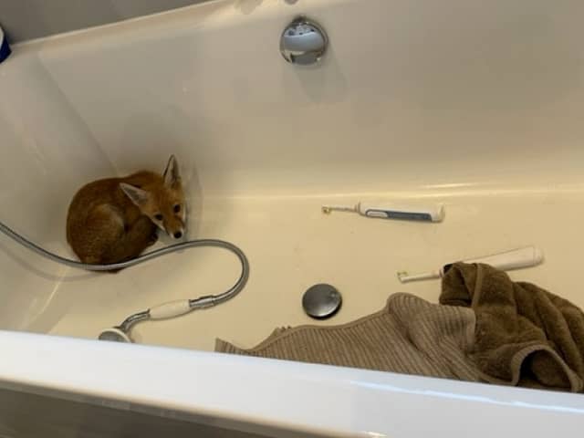 The resident returned home to find the young animal curled up in the tub. 