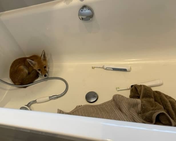 The resident returned home to find the young animal curled up in the tub. 