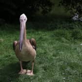 An Eastern white pelican chick