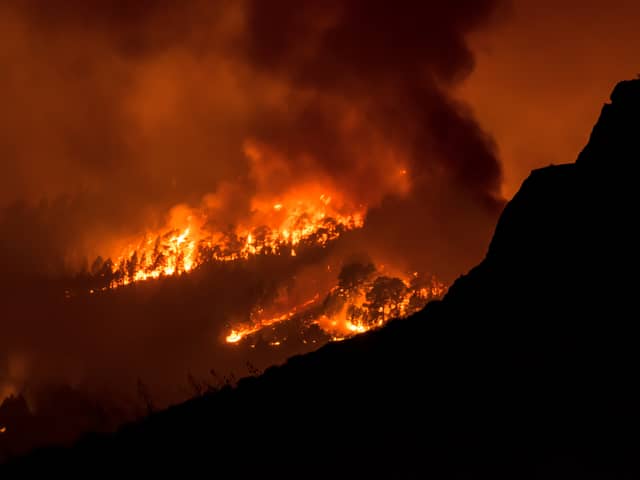 Wildfire rages in a forested area on the Canary island of Tenerife
