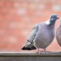 Two pigeons were found dead with swastikas carved on their chests in a riverside town in Cambridgeshire - Credit: Adobe