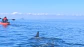 Ally Connell, 38, was only a mile from shore on a fishing trip when he saw a massive shark fin poking out of the water.