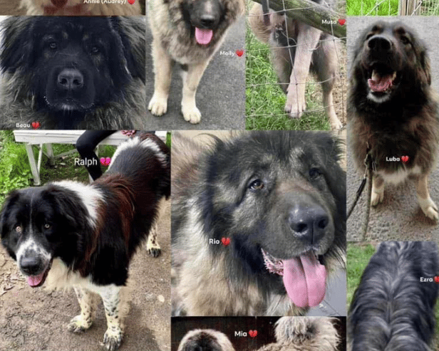 The 11 dogs campaigners believe the council had euthanised (Lost Souls/Facebook)