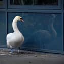 A swan has started hanging around at Telford Park School, after its mate died. It appears to find comfort in looking at its reflection in the glass panels on the school building