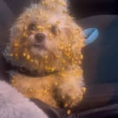 Heather's 2-year-old Zuchon, Crumpet covered in Sugar Puffs. A video shows a woman's hilarious reaction to her dog getting sugar puff cereal stuck in her fur. 