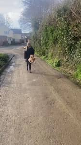 Cocker Spaniel Rupert jumping everytime he's on a walk. 
