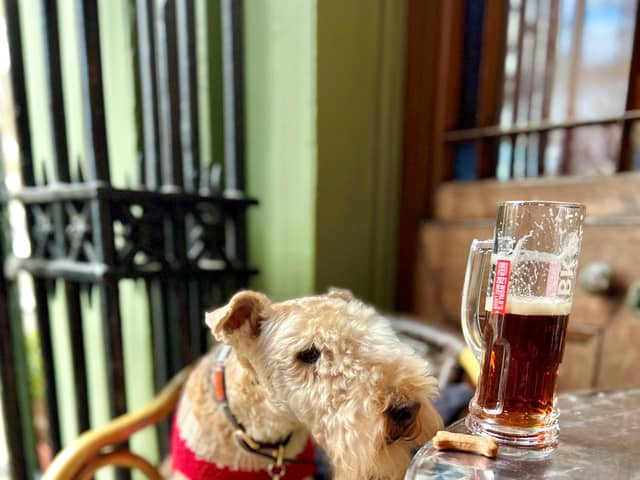 Bertie the lakeland terrier accidentally became an international celebrity - after his owner made him a social media page in a bid to 'find a dog walker'.