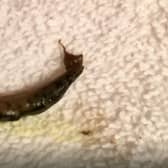 A slug in a towel.