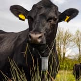 Cows controlled with GPS tracker which plays music.