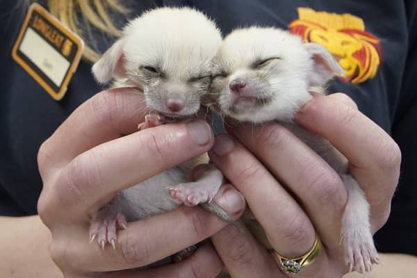 A pair of tiny fox kits, weighing 46 grams each, are being hand-reared by keepers at a safari park. 