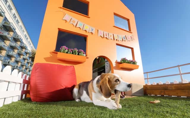 According to research conducted by OnePoll.com, 83% of people felt happier since becoming a dog parent