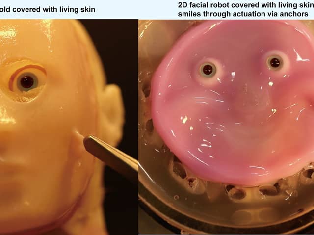 Robots get a 'living skin' makeover thanks to researchers in Japan. Photo by 2024 Takeuchi et al. CC-BY-ND / 