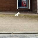 Rare white squirrel roams streets of UK town.