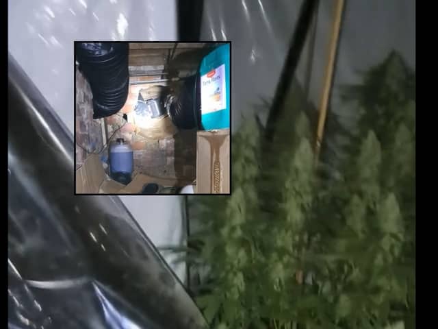 Cannabis farm found in underground tunnel