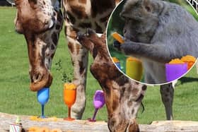 Giraffes and macaque monkeys enjoy butternut squash cocktails at a summer party, thrown by staff at Woburn Safari Park.