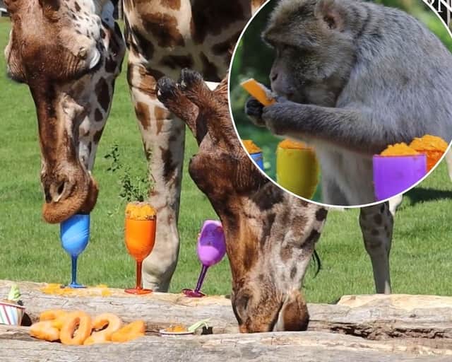 Giraffes and macaque monkeys enjoy butternut squash cocktails at a summer party, thrown by staff at Woburn Safari Park.