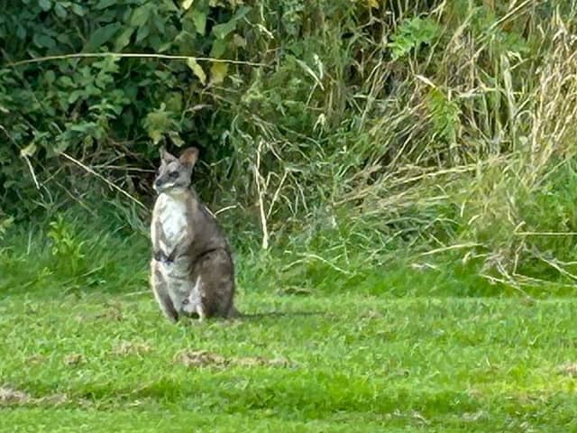 The wallaby spotted at Oakmere Golf Club, Nottinghamshire.  