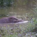 Baby beavers have been born in London for the first time in 400 years. 